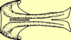 Mirollia (Mirollia) quadripunctata Ingrisch, 1990: literature. (Otu).