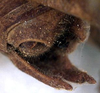 CollectionObject 1516735; f9f15ace-bd81-4352-953b-55f66451536b: male cerci (syntype). (CollectionObject).