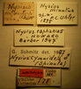 Nysius minutus Uhler, 1895: Nysius minutus - Lectotype Labels (NMNH) - (CC BY-NC 3.0) - Photo by Pablo M. Dellapé with permission from the National Museum of Natural History (NMNH), Smithsonian Institution, Washington, D.C. (Otu).