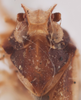 Head: !! display not done !! on Pintalia lateralis Stål, 1862: (Observation).