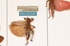 CollectionObject 2602181; 6e5c7ae2-6b2d-4749-83bf-67cc330e0a3d: male, on drawer (syntype). (CollectionObject).