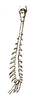 Bufonacridella sumakovi Adelung, 1910: Pl. 15, Fig. 4a. hind tibia (length 11 mm). (Otu).
