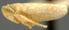 Habitus, lateral view on Aplanus Oman, 1949: Aplanus pauperculus, laterally (NMNH). (Observation).