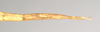 CollectionObject 1558547; 60a19b5b-98ed-4581-b16b-326a9354a656: copyright Natural History Museum, London. female: end of abdomen, ventral view (syntype). (CollectionObject).;CollectionObject 1558548; 3181af4a-1fcb-427b-a9c6-e70ddf2ce114: copyright Natural History Museum, London. female: end of abdomen, ventral view (syntype). (CollectionObject).
