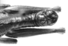 CollectionObject 1524031; b76df5b5-ac06-4508-bd9f-81e575bce98f: male, abdomen end, dorsal view (holotype). (CollectionObject).