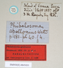 CollectionObject 1558955; NHMUK(SF IMPORT DUPLICATE) 845032-845033, 4e8d0c27-a64b-4074-a309-7ee10b0cb76a: copyright Natural History Museum, London. female, data labels (syntype). (CollectionObject).