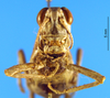 CollectionObject 1505442; 70d67a51-293d-48c0-80ab-4035564966b3: female, frontal view (Dericorys maculata). (CollectionObject).