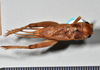 CollectionObject 1517656; 05c641a3-985a-4146-902e-6939e8ab519a: copyright Natural History Museum, London. male, dorsal view (syntype of Gryllus septentrionalis). (CollectionObject).