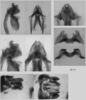 Melanoplus digitifer Hebard, 1936: male genitalia. (Otu).