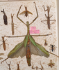 CollectionObject 1558763; MVMA T-13882, 08487c18-53f3-41c5-9ed8-1ef76b83b7e6: copyright MVMA, Melbourne. female of Phasma (Diura) goliath (lectotype). (CollectionObject).
