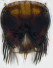 Subgenital plate: (Observation).