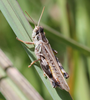 Dichroplus maculipennis (Blanchard, 1851): male (Argentina, Buenos Aires, Laprida, Februrary, 2012). (Otu).