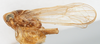 Habitus, lateral view on Delphacodes apicatus Beamer, 1948: (Observation).