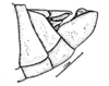 Spathalium audouinii (Blanchard, 1836): Fig. 24. male abdomen tip, lateral view. (Otu).