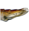 Pygofer, lateral view on Andanus tambopixunensis Pinedo-Escatel, Dietrich & Zahniser, 2022: (Observation).