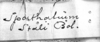 Spathalium audouinii (Blanchard, 1836): Image Carbonell, C.S. female labels (Spathalium stali). (Otu).