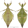 CollectionObject 1567255; cccf614c-f295-425a-9c2d-5325fc788f4e: copyright SMNK Karlsruhe/Thomas Van de Kamp. female (holotype). (CollectionObject).