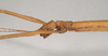 CollectionObject 1559776; a9816998-9d6f-433a-9811-dc1e868777d9, NHMUK(SF IMPORT DUPLICATE) 844660: copyright Natural History Museum, London. female: head, lateral view (holotype). (CollectionObject).