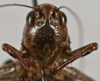 CollectionObject 1535996; 5ea0c803-215c-47ef-83f4-9fae6c5a2166: female, frontal view (paratype). (CollectionObject).