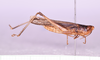 CollectionObject 1572193; d2e456a2-8d91-4957-8c03-d93f44ecd2a9: male, body lateral view (holotype). (CollectionObject).