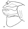 Aedeagus, lateral view on Carthaeomorpha balloui Metcalf & Bruner, 1948: (Observation).