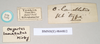 CollectionObject 1560674; NHMUK(SF IMPORT DUPLICATE) 844812, 9c13f179-7751-4b0e-a215-d04faf4989ed: copyright Natural History Museum, London. female, data labels of Oxyartes lamellatus (lectotype). (CollectionObject).