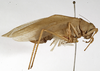 CollectionObject 1529753; 8392cf3e-a857-47a7-a025-c7c2e92e4284: female, lateral view (holotype). (CollectionObject).