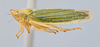 Habitus, lateral view: (Observation).