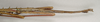 Acanthoderus spinosus (Gray, 1834): copyright ANIC. male: abdomen, lateral view (non-type). (Otu).