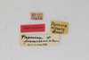 CollectionObject 1506604; e0526675-9fdd-412b-9306-9e352c5c2876: male, labels (syntype). (CollectionObject).