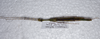 CollectionObject 1576280; 7f77f770-5950-4fa5-a637-d2c728396a69: copyright FRCS, Sabah. female, ventral view (paratype). (CollectionObject).