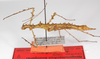 CollectionObject 1560170; de399ee7-cbd9-439e-b8bd-519dfa409c9a: copyright ZMB, Berlin. female, lateral view (paratype). (CollectionObject).;CollectionObject 1560171; 6fe922f3-00ce-49b8-8c8d-d54cf351e780: copyright ZMB, Berlin. female, lateral view (paratype). (CollectionObject).