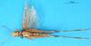 CollectionObject 1565808; 6887a071-e662-4a3f-8778-9e4a3ae19d06: male, ventral view (syntype of Syrbula leucocerca). (CollectionObject).