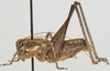 CollectionObject 1527090; a0a828bc-2bcd-4d04-8ab3-b6d252d5902b: male, lateral view (holotype). (CollectionObject).
