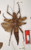 copyright OUMNH. female Heteropteryx westwoodii (holotype). Depicts CollectionObject 1559868; 99e55337-6a48-402f-a194-448830ad1fa3, a CollectionObject.