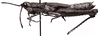 CollectionObject 1502819; 5c1fd3ce-3772-42c9-bdb0-9b6e749abf34: Image Carbonell, C.S. male, lateral view. (CollectionObject).