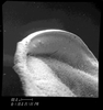 Pantecphylus (Pantecphylus) cerambycinus Karsch, 1891: male plectrum. (Otu).