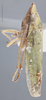 Habitus, lateral view on Draeculacephala balli Van Duzee, 1915: Lateral. (Observation).