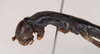 CollectionObject 1559939; NHMUK(SF IMPORT DUPLICATE) 845283, ffe8ccdc-bd45-469a-a9cd-2cf4a2ee2091: copyright Natural History Museum, London. female: head and thorax, lateral view of Anisomorpha semele (holotype). (CollectionObject).