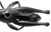CollectionObject 1567236; 0015a382-bf13-4c78-996e-5ddac45e743d: male abdomen tip, dorsal view (syntype). (CollectionObject).