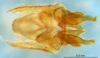 CollectionObject 1476765; 02787473-ee93-4d51-82d2-91ba58fb889e: phallic complex (holotype). (CollectionObject).