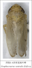 Habitus, dorsal view: !! display not done !! on Graphocraerus ventralis (Fallén, 1806): (Observation).