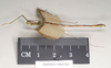 CollectionObject 1557515; 9dad141f-cbd9-4264-bbec-c99cd2c03221: copyright Natural History Museum, London. female, lateral view (syntype). (CollectionObject).