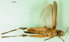 CollectionObject 1501341; e8f73a78-2f9e-4e7d-897b-ca6b029b838b, MfN 7854: female, ventral view (holotype of Gymnobothrus emini). (CollectionObject).