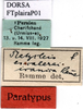 CollectionObject 1500532; 46fa0c63-8ae2-4ccc-b25c-f2f177273b66: labels (syntype). (CollectionObject).
