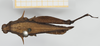 CollectionObject 1517906; 247f9ff2-fd3a-4221-b23e-98319edee4b0, NHMUK10924425: female, dorsal view (holotype). (CollectionObject).