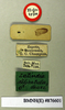 Compsodes delicatulus (Saussure & Zehntner, 1894): Copyright Natural History Museum, London. Labels from holotype (adult male) in BM(NH). (Otu).
