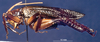 CollectionObject 1520453; 47ed386e-6f57-43f0-8330-5957bb1509ea: male, lateral view (holotype). (CollectionObject).