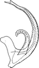 Aedeagus, lateral view: Aedeagus, lateral view. (Observation).