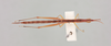 CollectionObject 2052029; NHMUK015982259, 0ce9d429-a08e-4c89-95d4-50cc89a7300d: dorsal view (paratype). (CollectionObject).